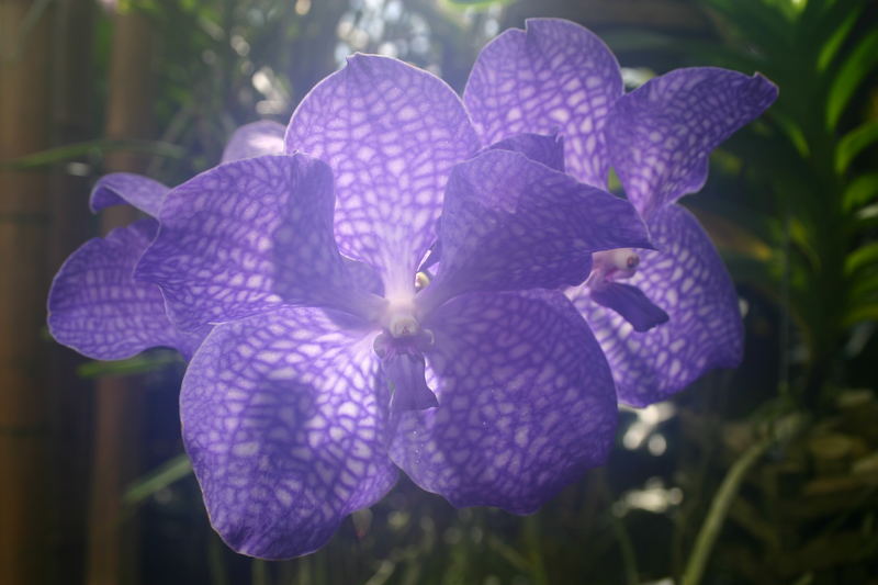 Orchideenblüte