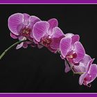 Orchideenblüte