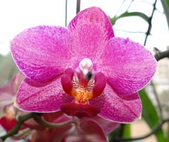 Orchideenblüte 1