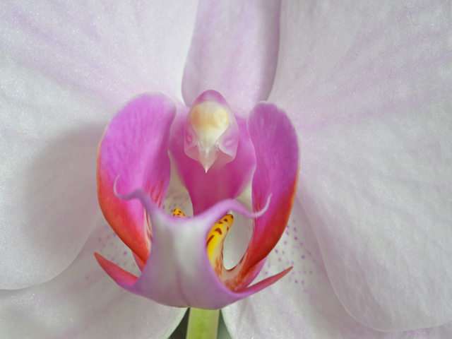 orchideenblüte 1