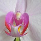 orchideenblüte 1