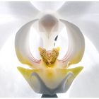 Orchideenblüte