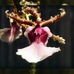 Orchideenblüte