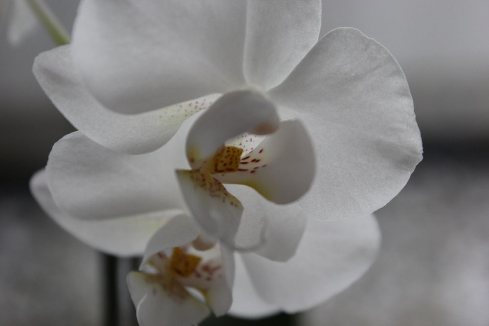 Orchideenblüte