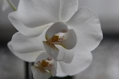 Orchideenblüte