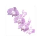 Orchideenblüte 2