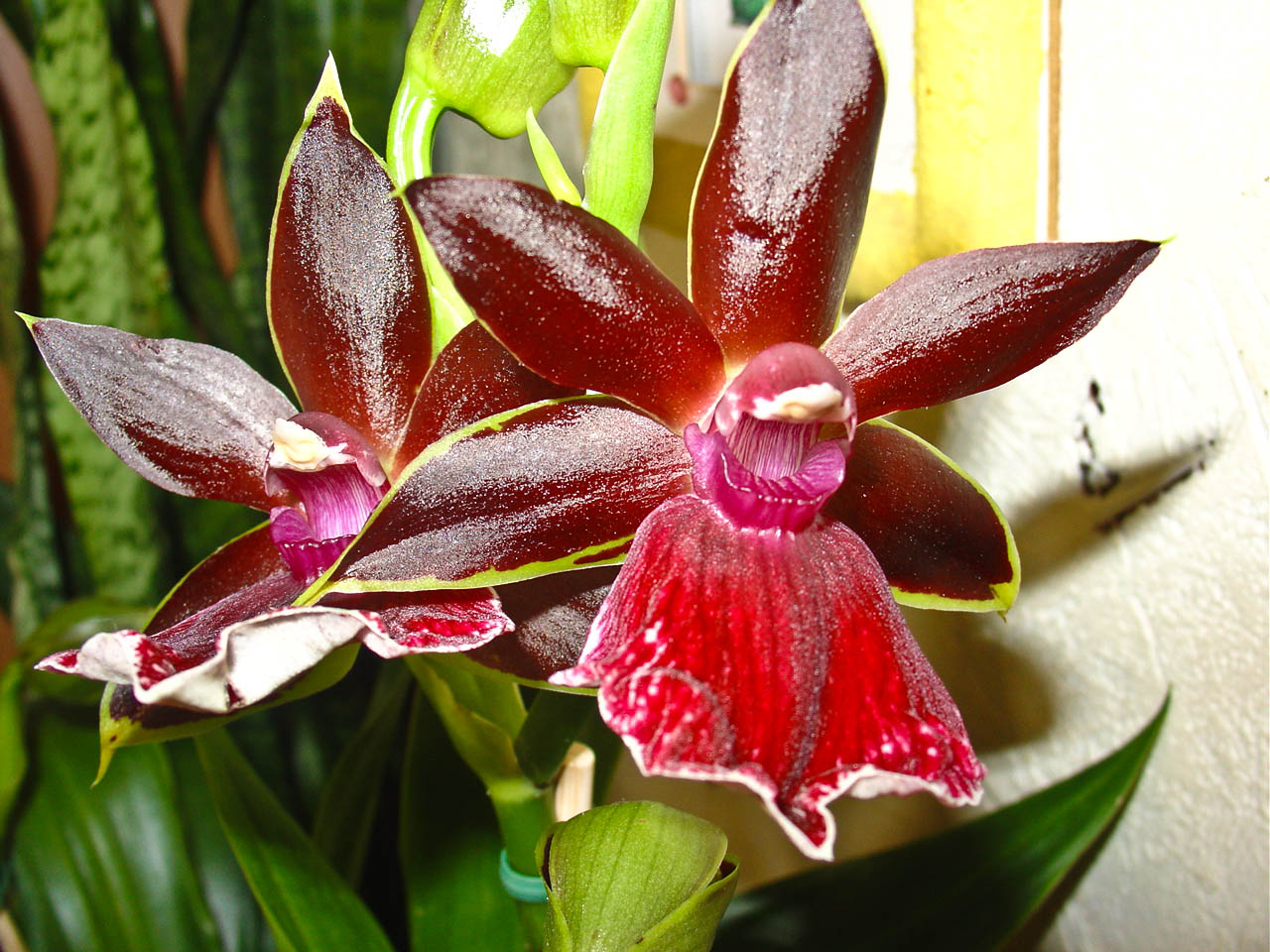 Orchideenblüte 2010
