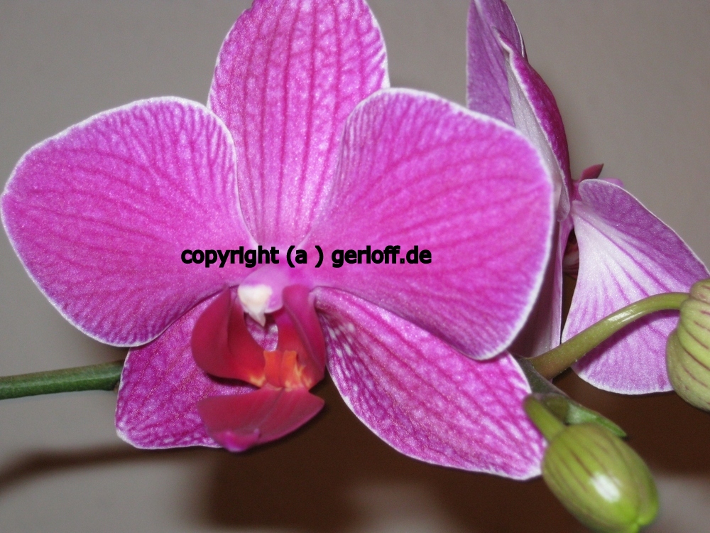 Orchideenblüte 2012