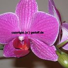 Orchideenblüte 2012