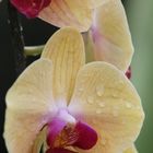 Orchideenblüte