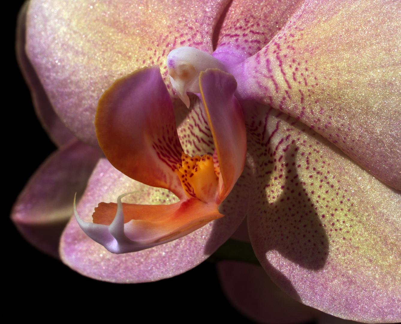 Orchideenblüte