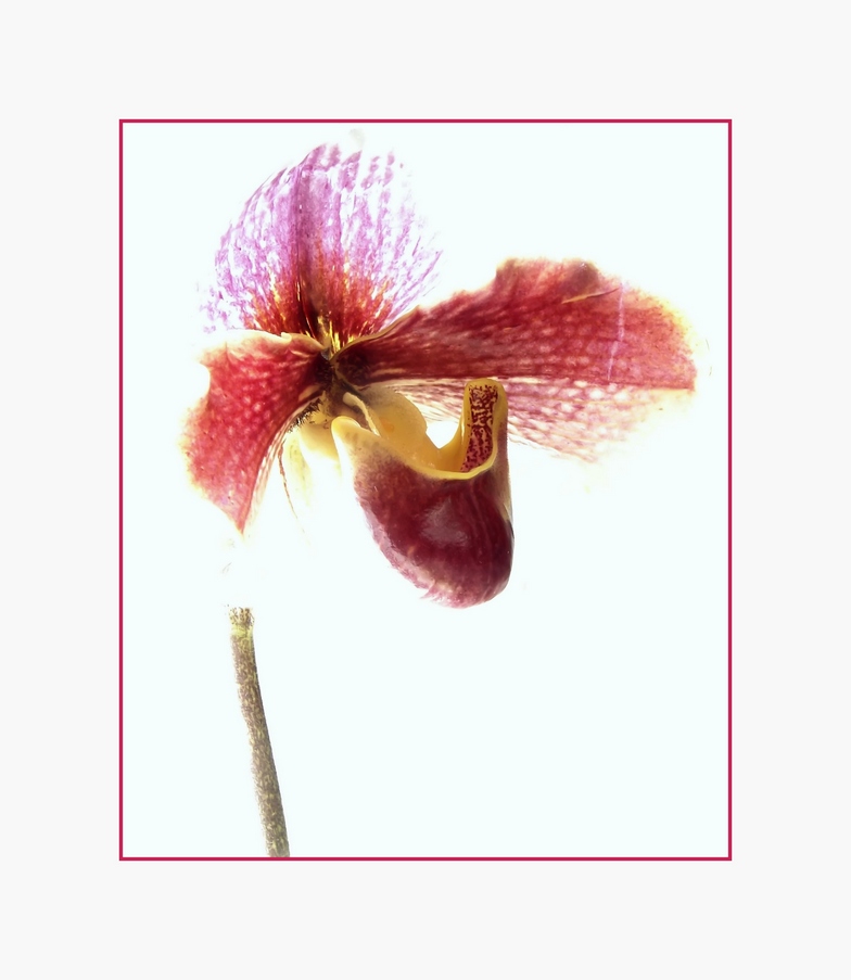 Orchideenblüte