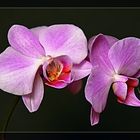 Orchideenblüte