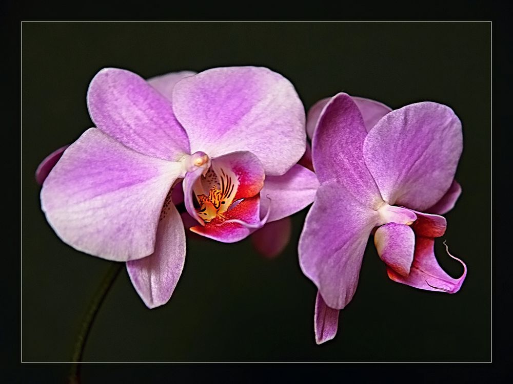 Orchideenblüte Foto & Bild | natur, blume, orchidee Bilder auf
