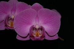 Orchideenblüte