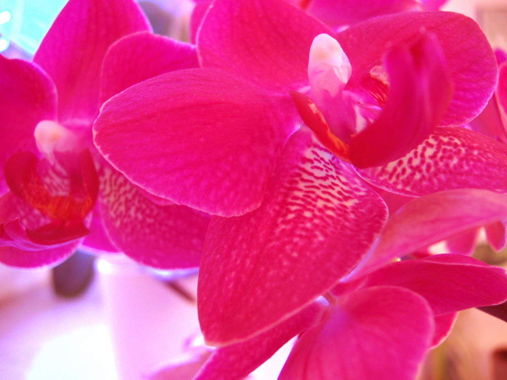 Orchideenblüte