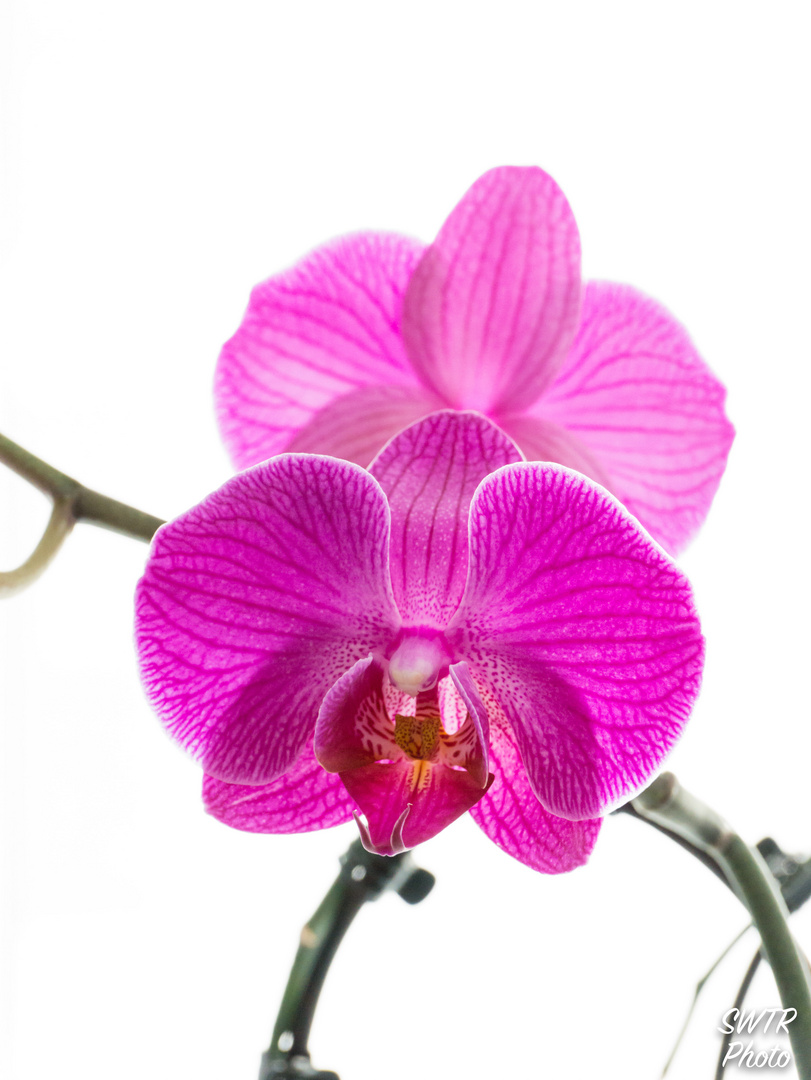 Orchideenblüte