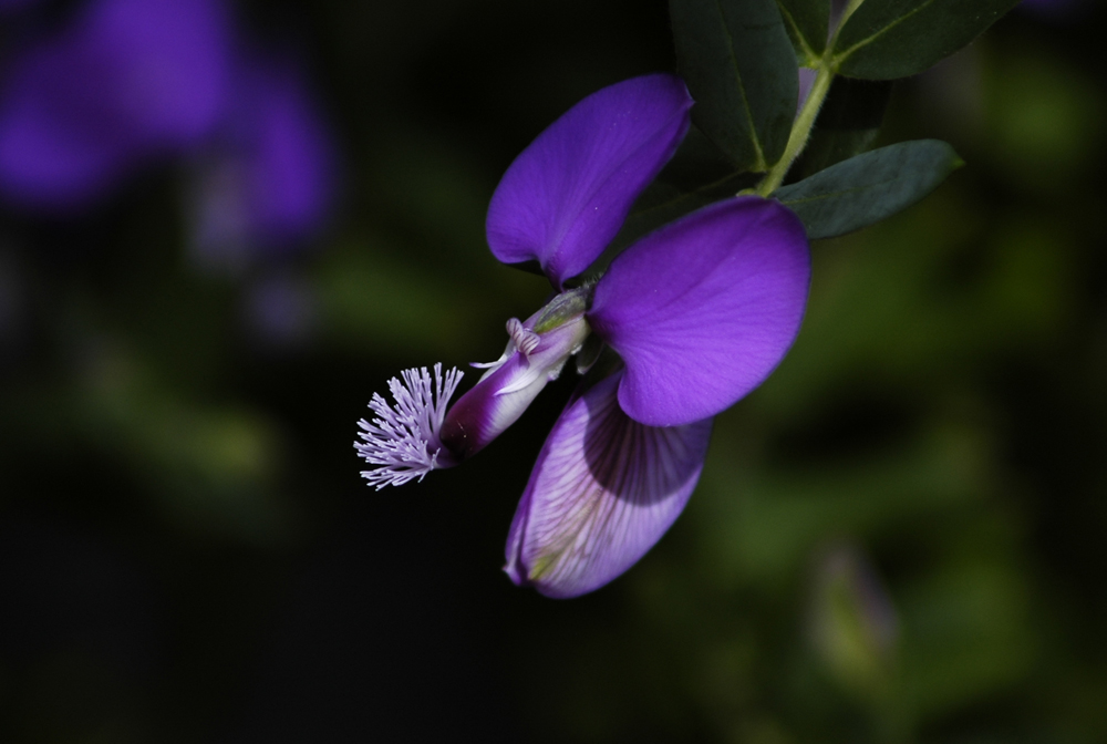 Orchideenblüte