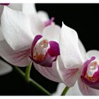 Orchideenblüte