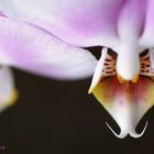 Orchideenblüte