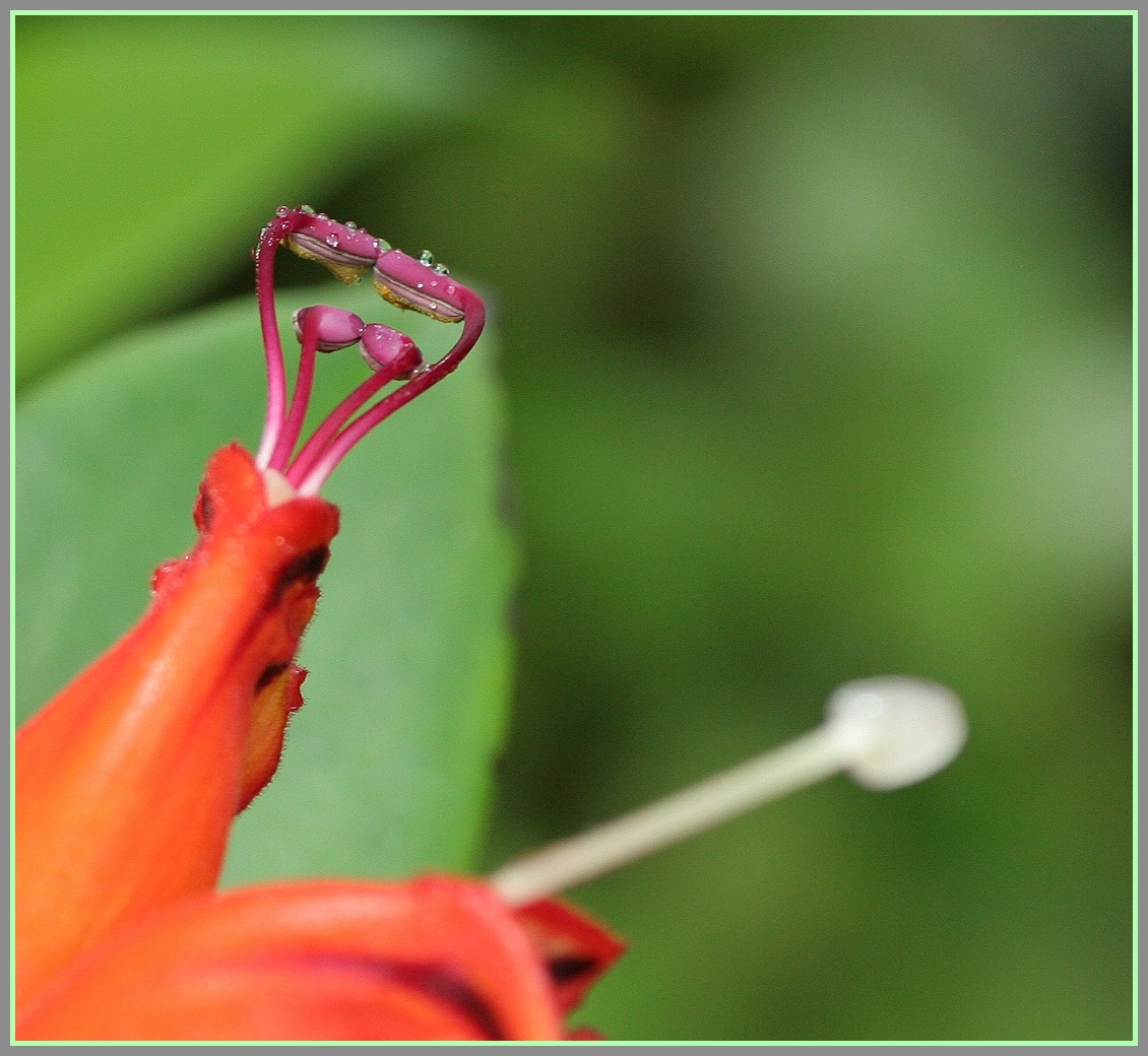 Orchideenblüte