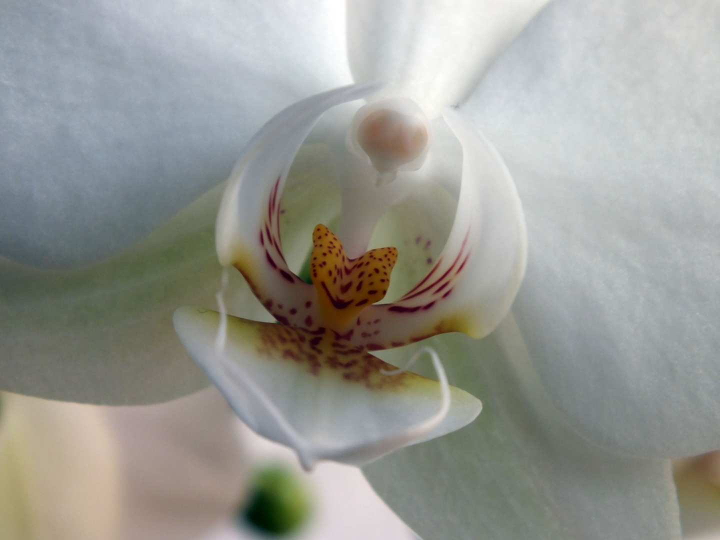 Orchideenblüte