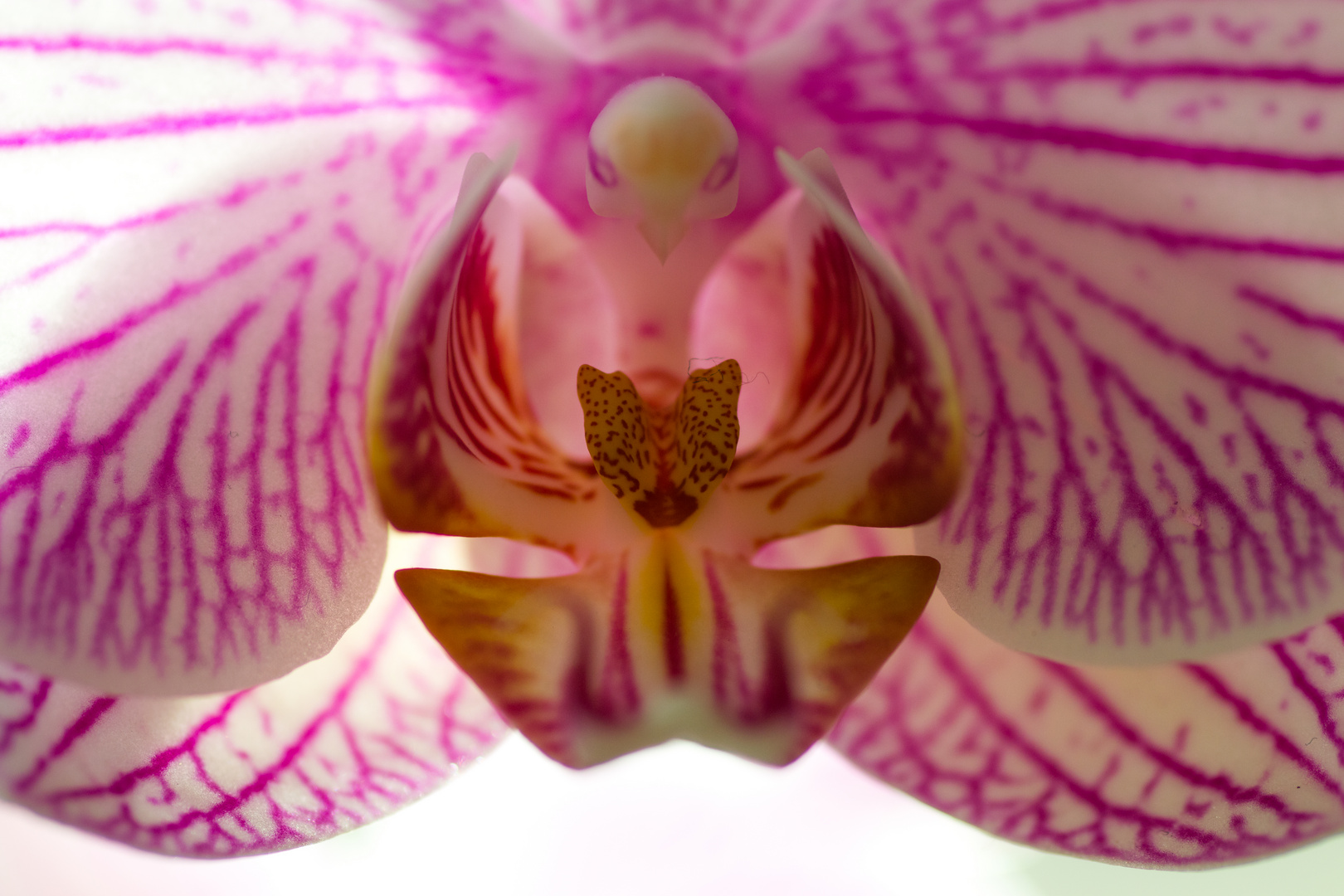 Orchideenblüte