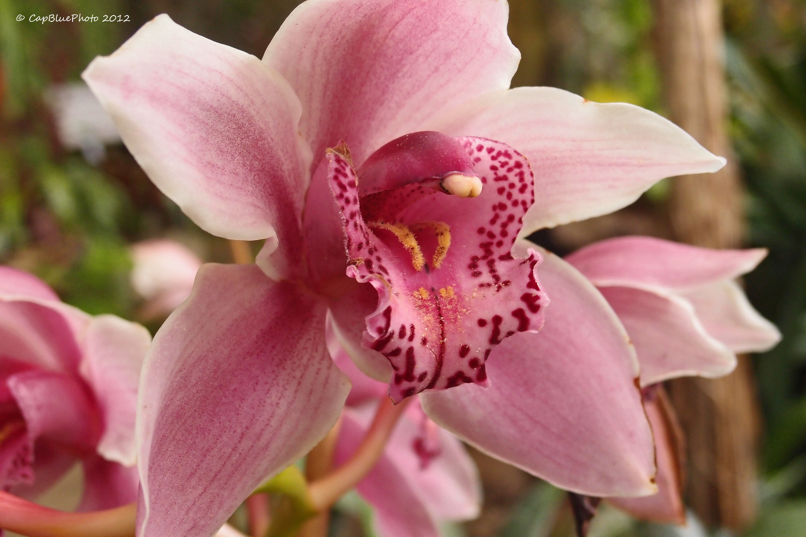 Orchideenblüte