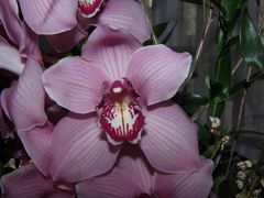 Orchideenblüte