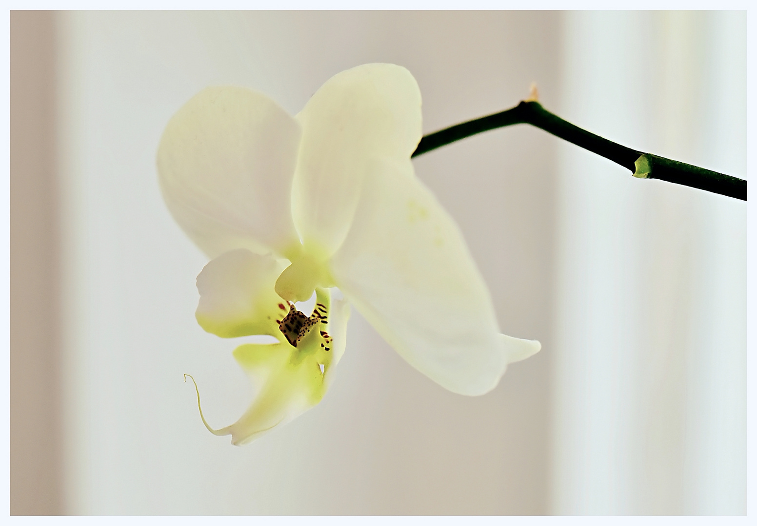 Orchideenblüte