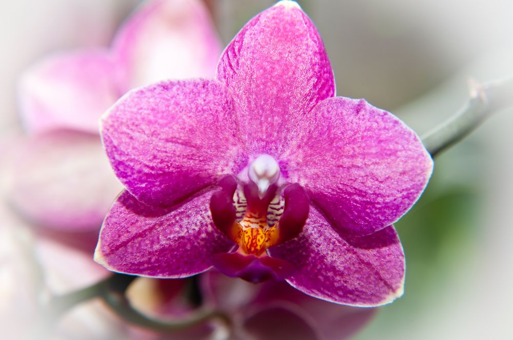 Orchideenblüte