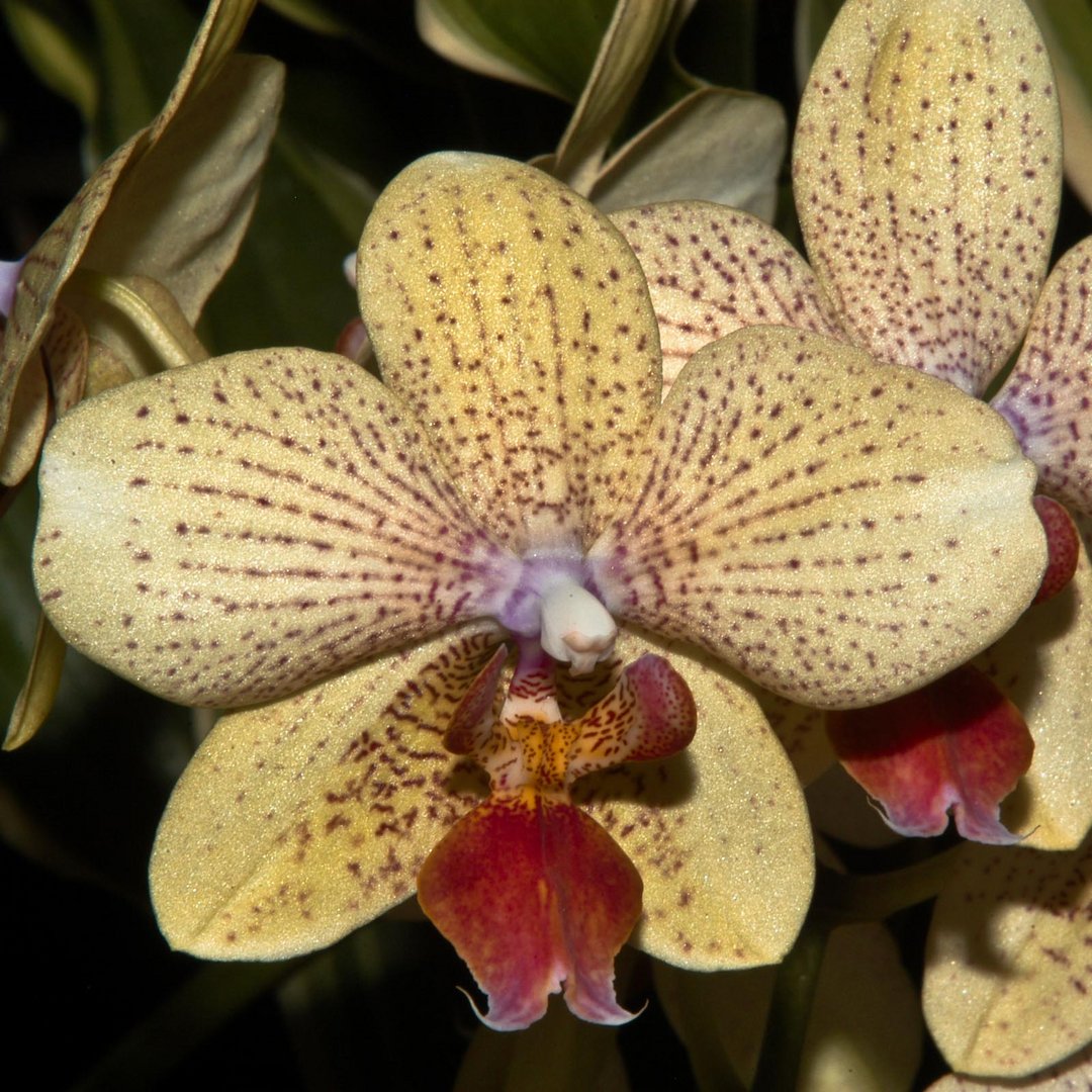 Orchideenblüte