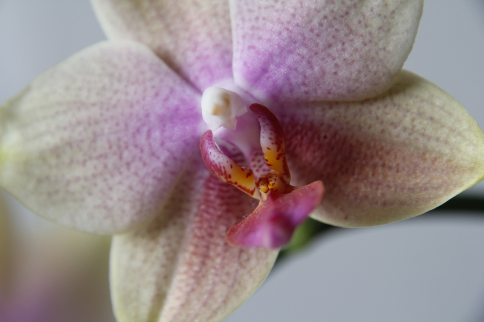 Orchideenblüte