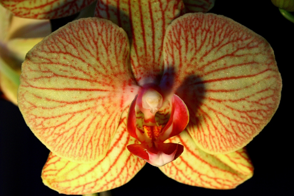 Orchideenblüte