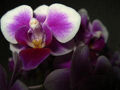 Orchideenblüte