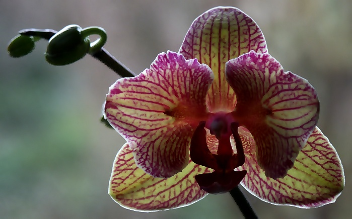 Orchideenblüte am Fenster