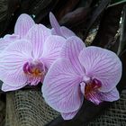 orchideenblüte auf der insel mainau