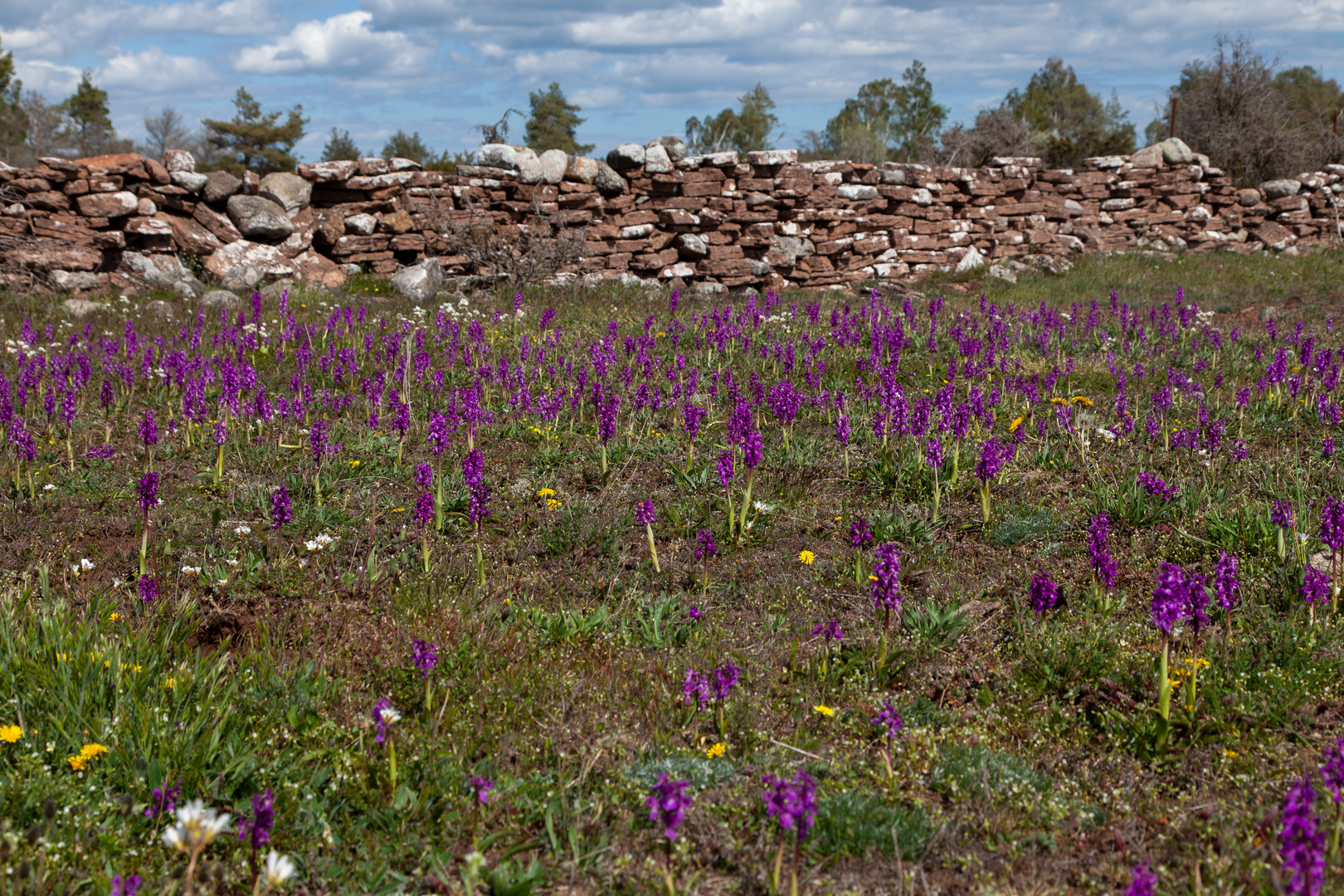 Orchideenblüte auf Öland