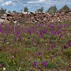 Orchideenblüte auf Öland