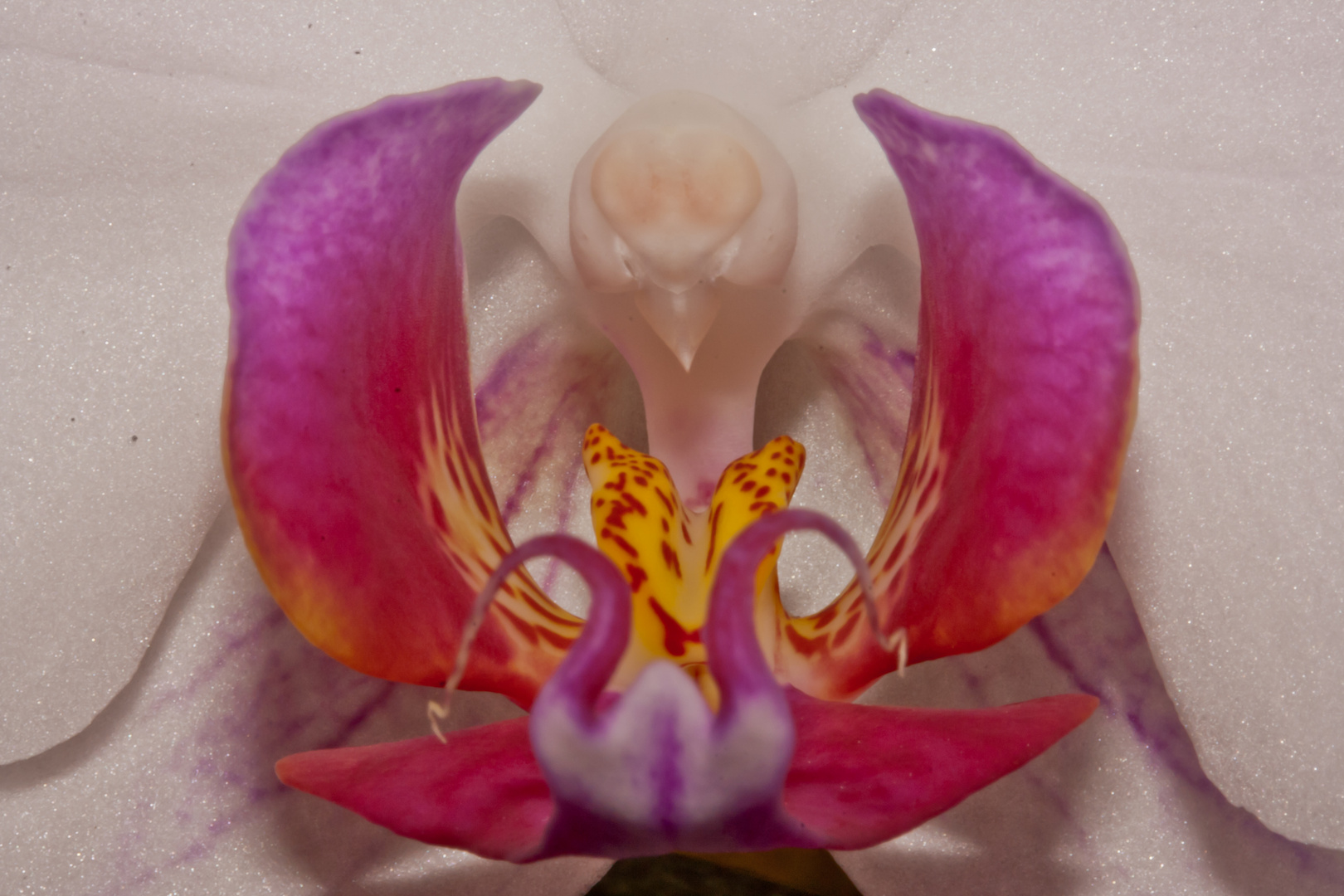 Orchideenblüte (Ausschnitt)