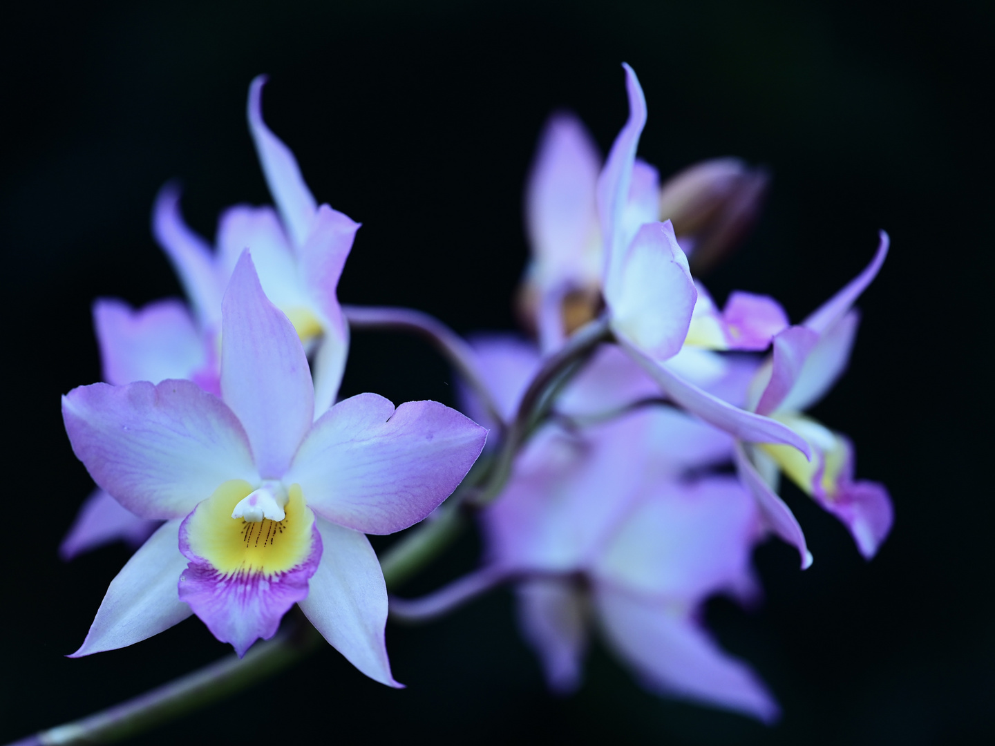 Orchideenblüte bei Raffeiner