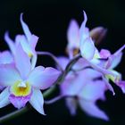 Orchideenblüte bei Raffeiner