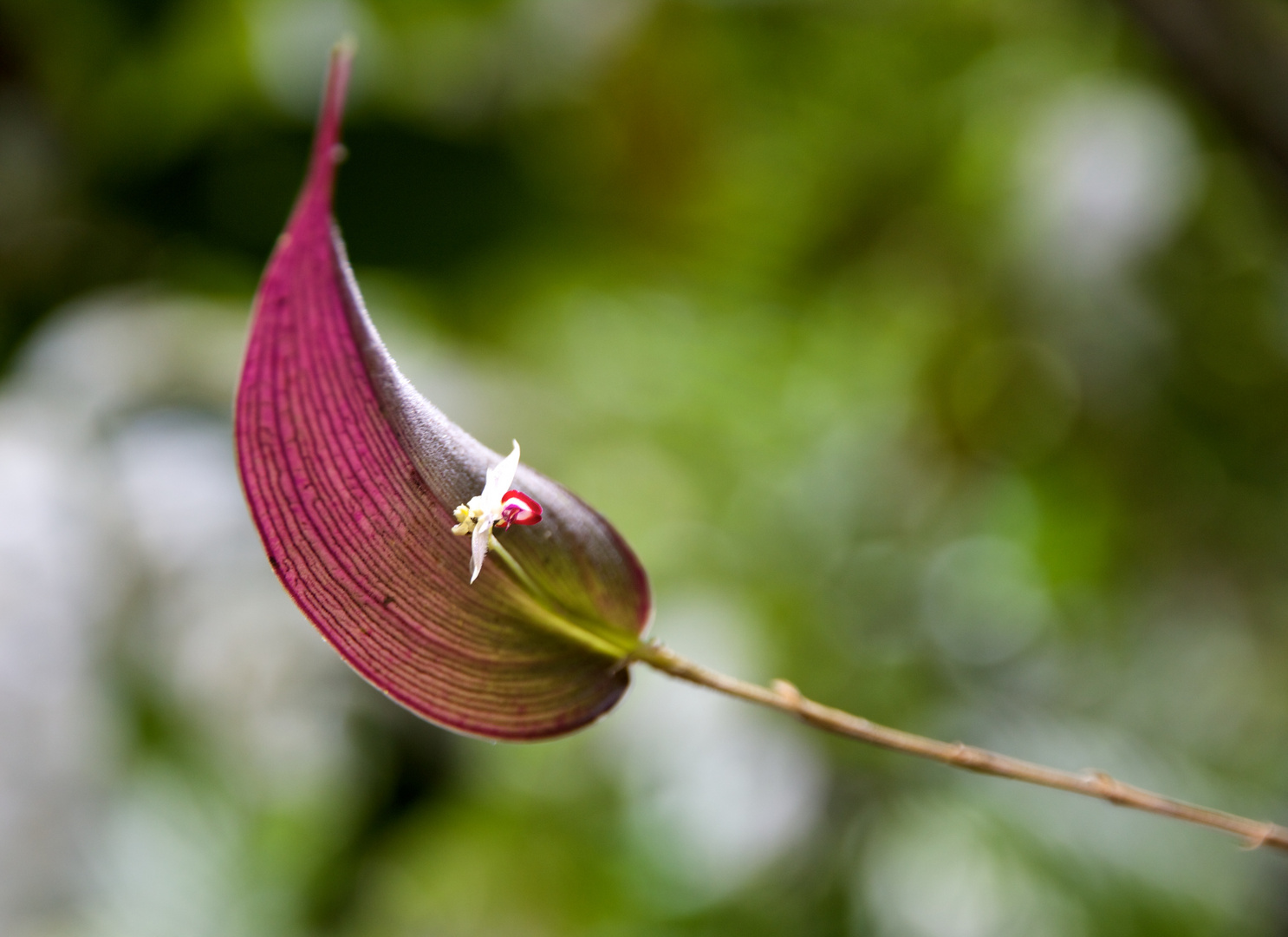 Orchideenblüte