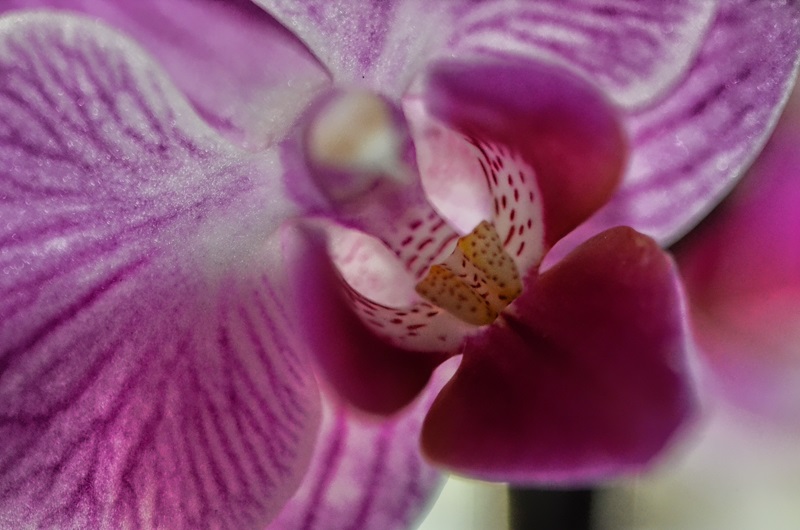 Orchideenblüte