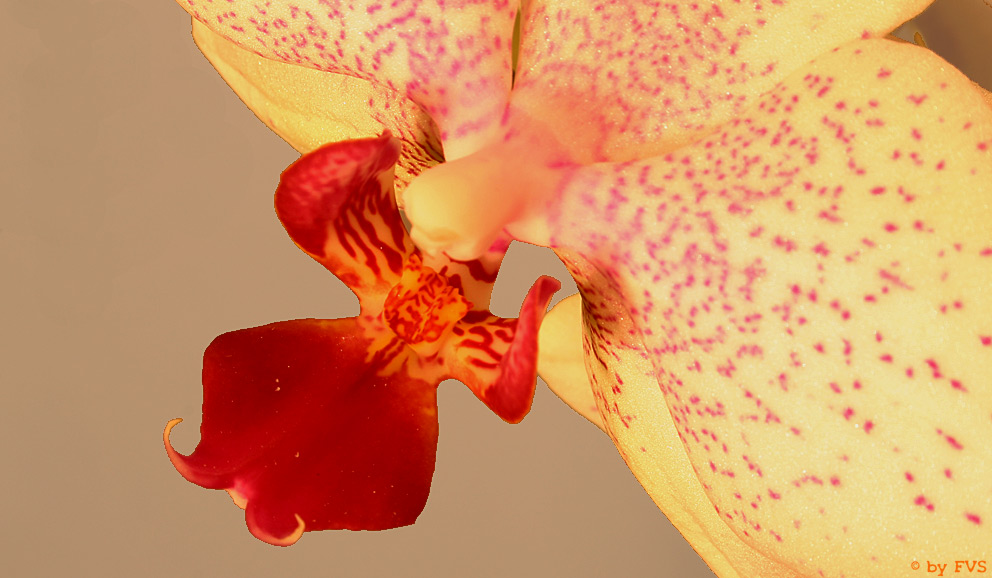 orchideenblüte