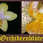 Orchideenblüte