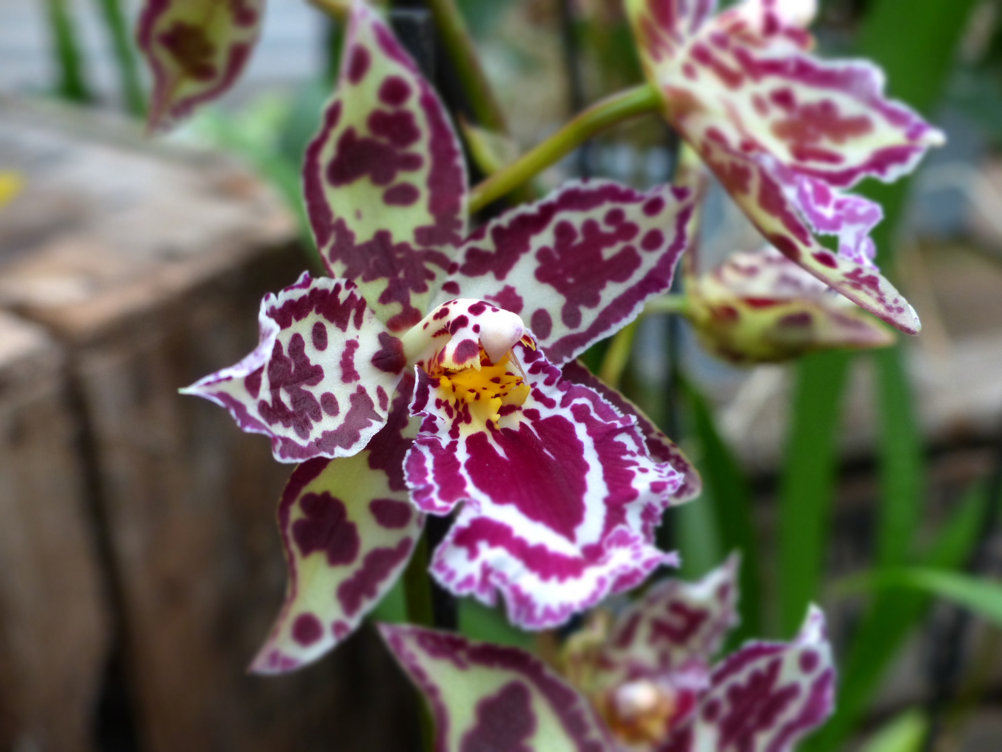 Orchideenblüte