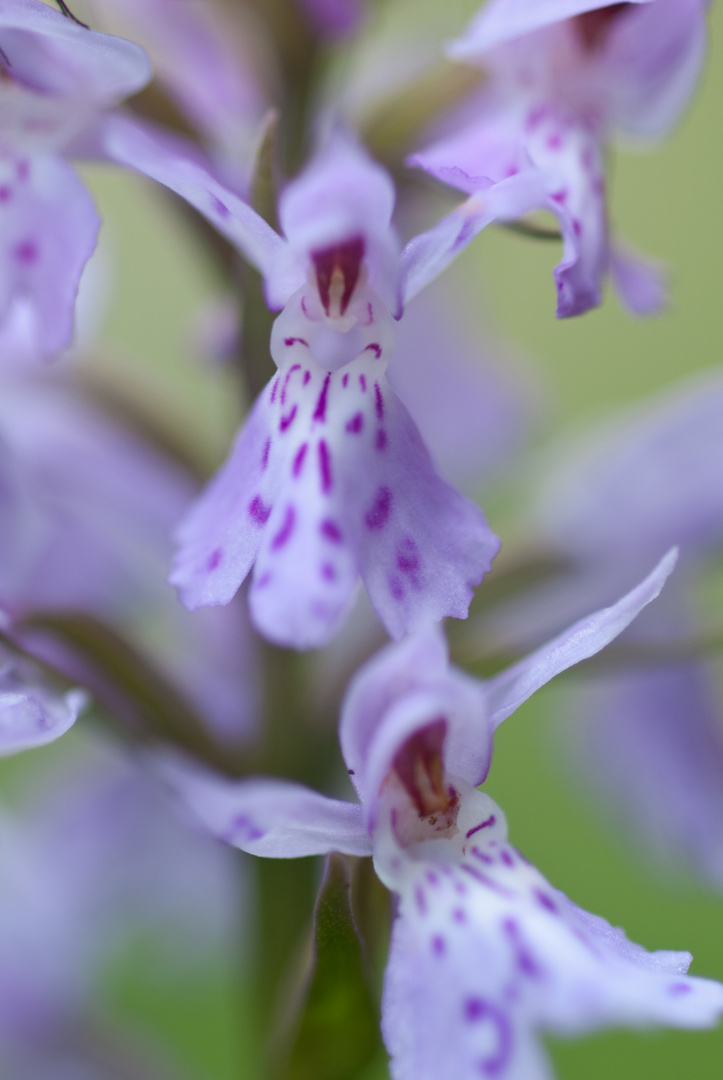 Orchideenblüte