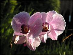 Orchideenblüte