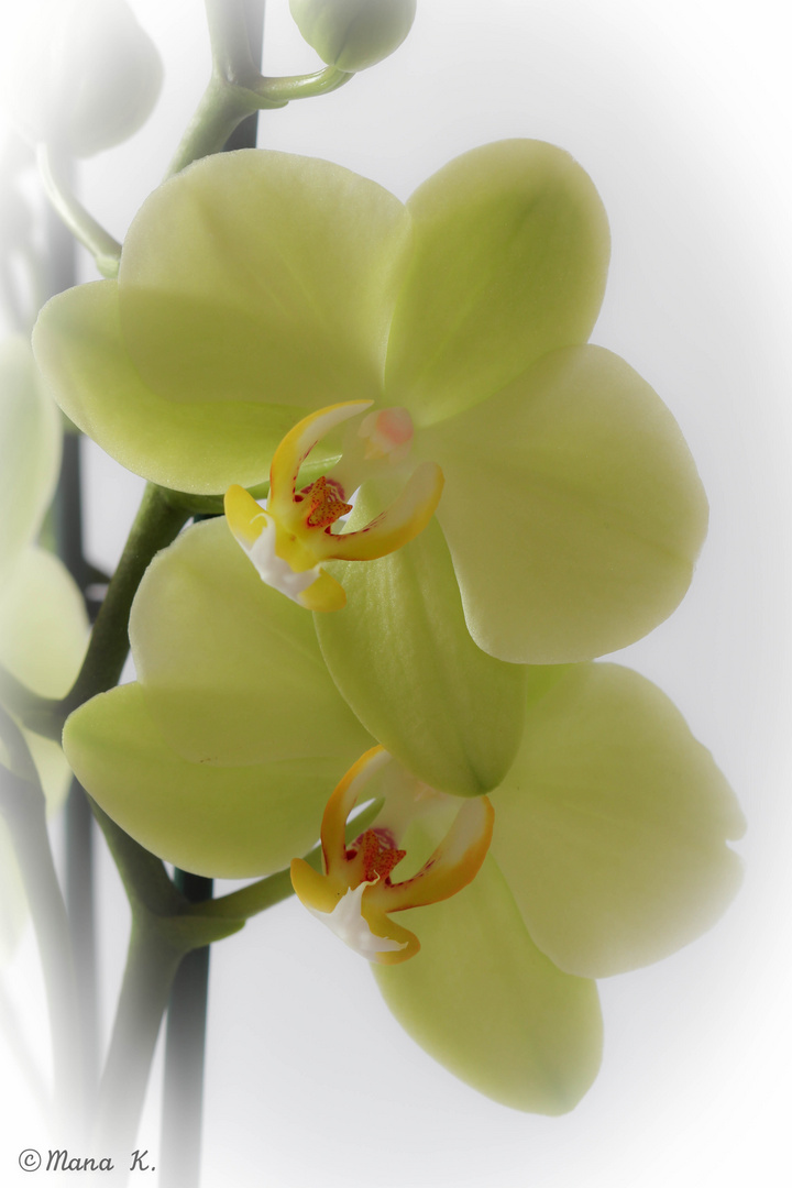 Orchideenblüte die Zweite